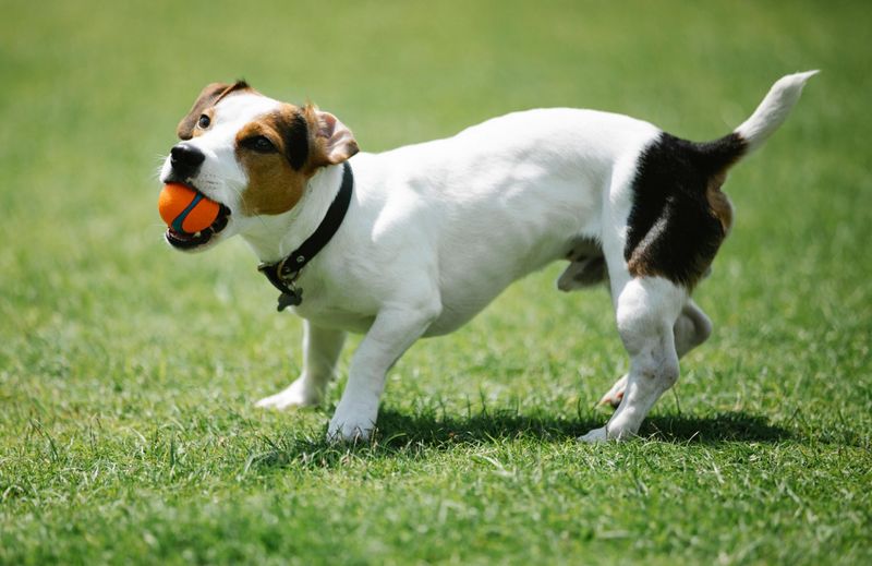 Playing Fetch Endlessly