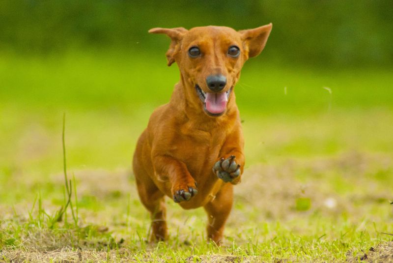 Dachshund