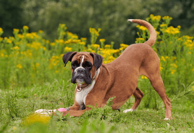 Boxer