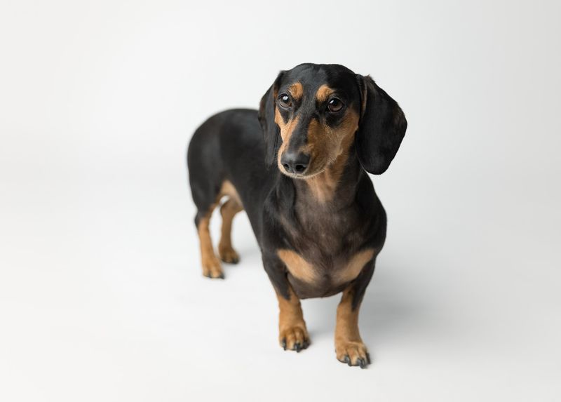 Dachshund