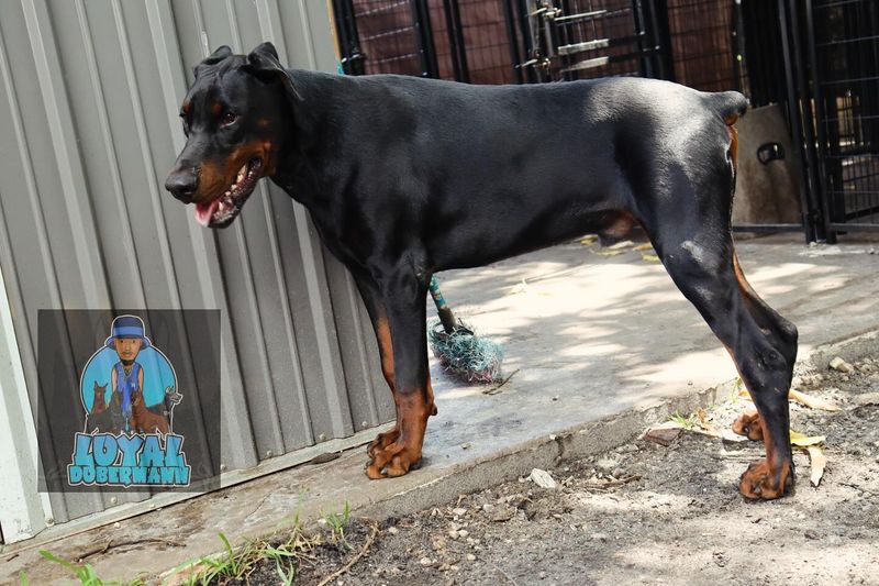 Doberman Pinscher