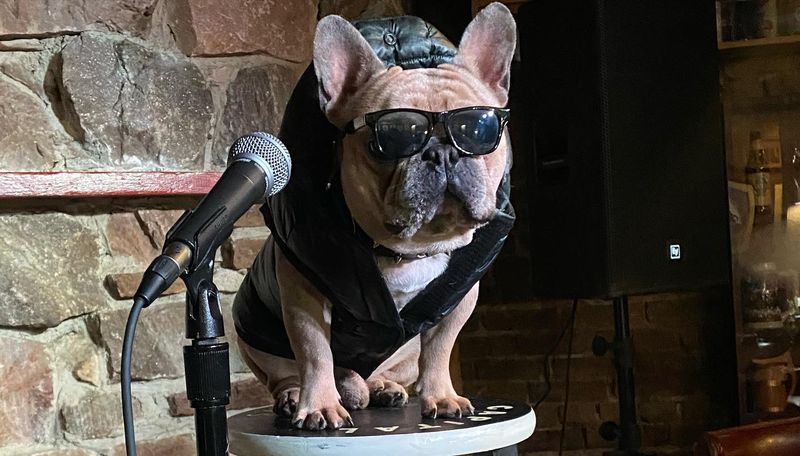French Bulldog
