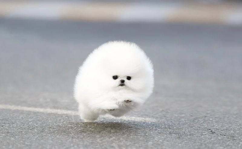 Pomeranian