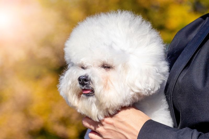 Bichon Frise