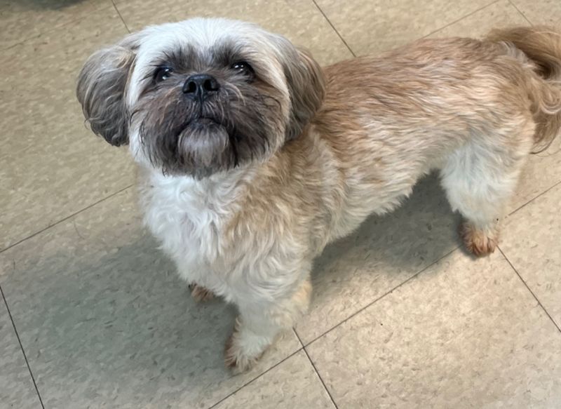 Lhasa Apso