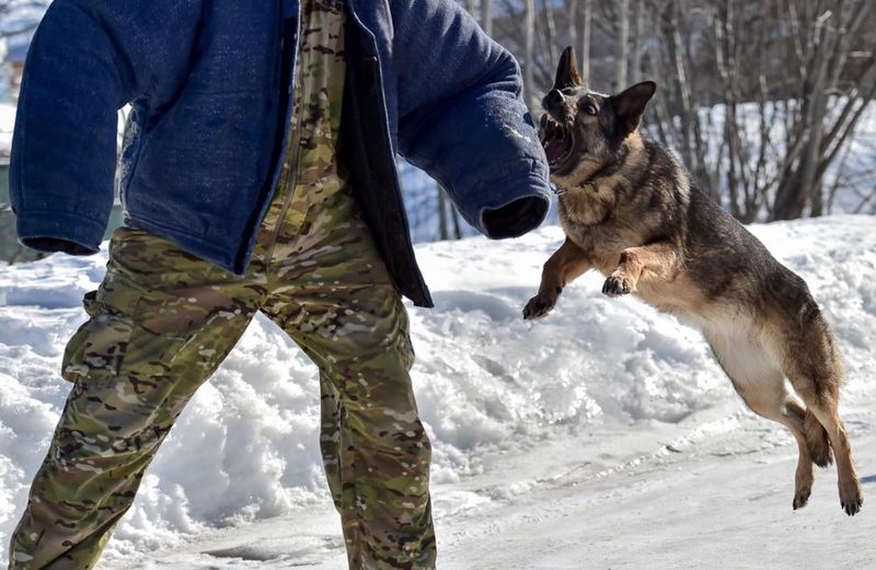 German Shepherd