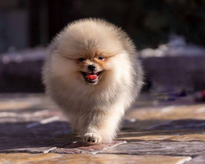 Pomeranian