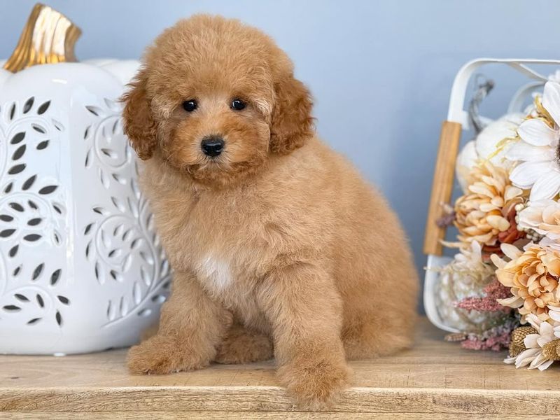 Poodle