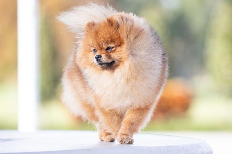 Pomeranian