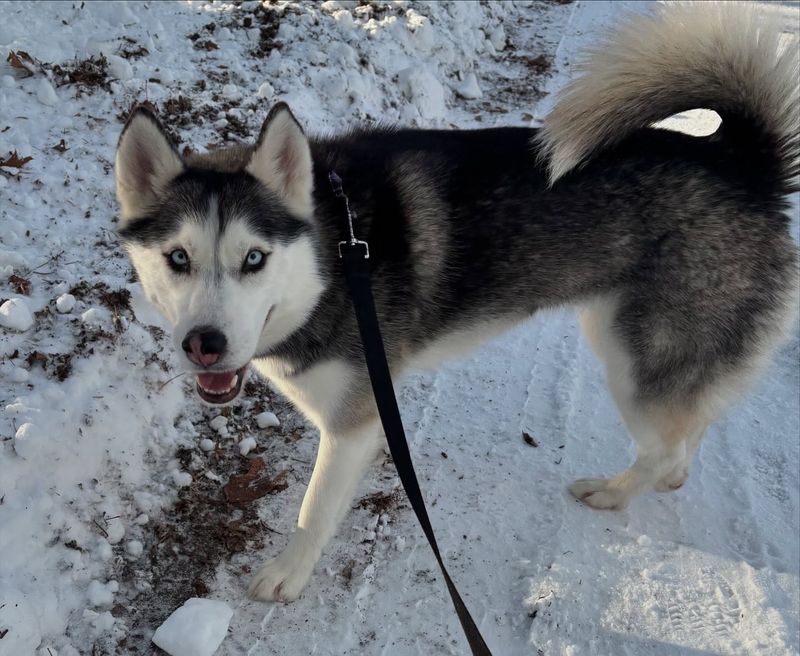 Siberian Husky