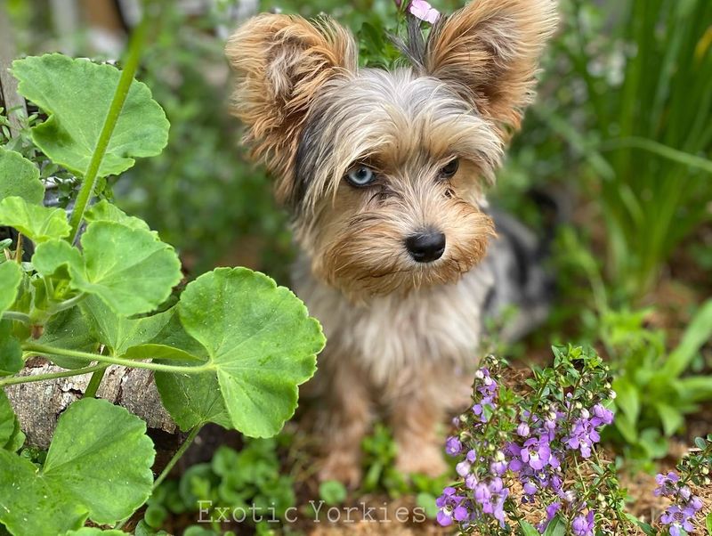 Yorkshire Terrier