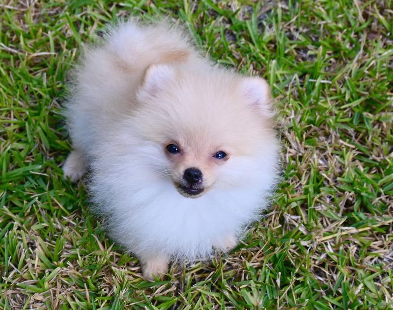 Pomeranian