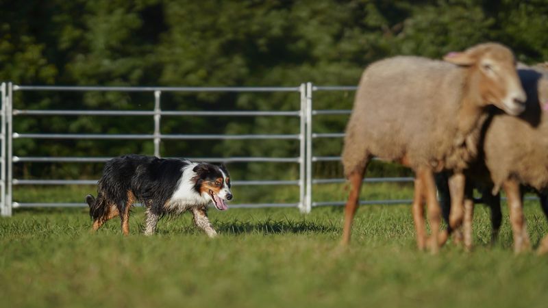 Collie