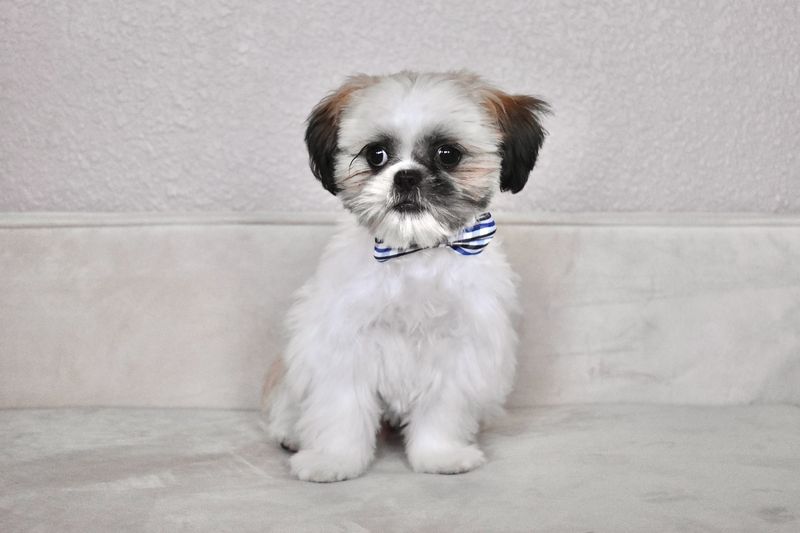 Shih Tzu