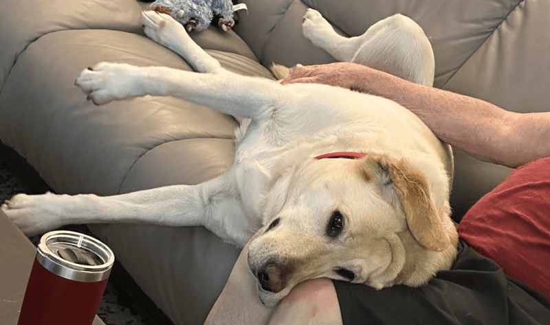 Labrador Retriever