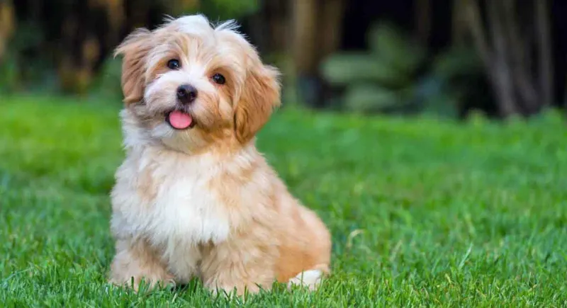 Havanese