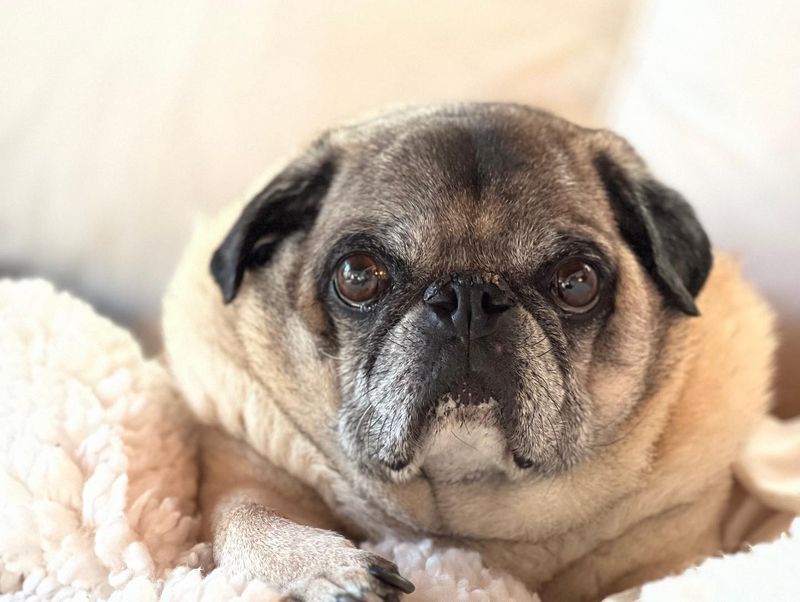 Pug
