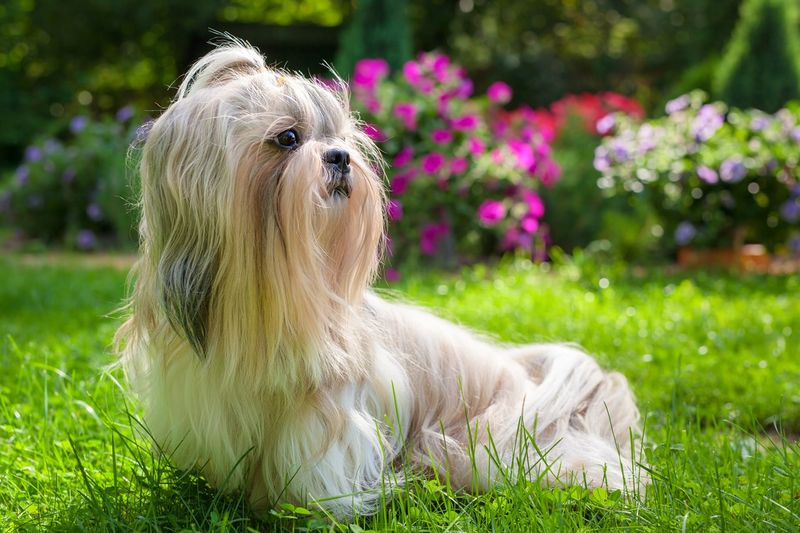 Shih Tzu