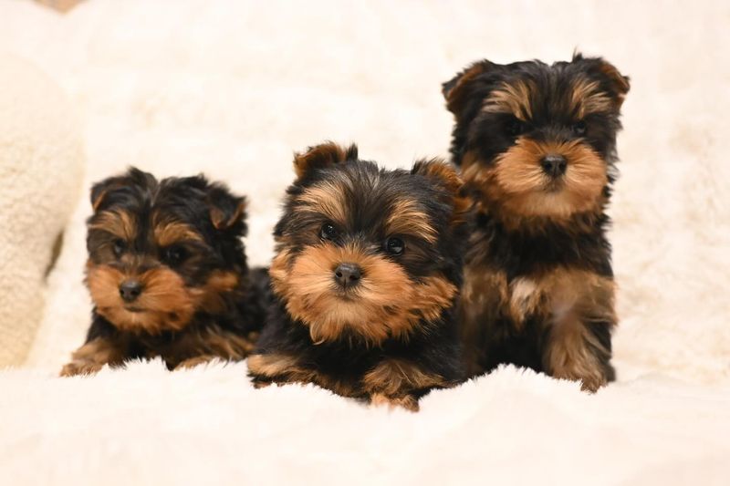Yorkshire Terrier