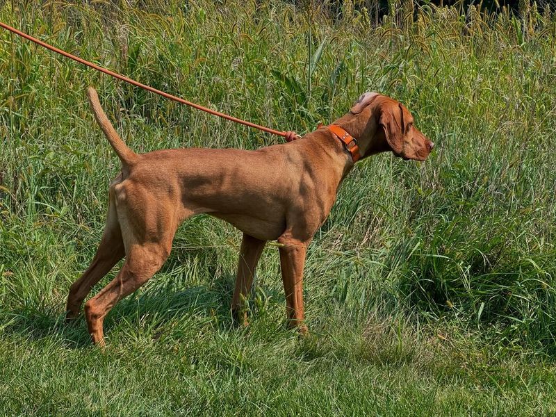 Vizsla