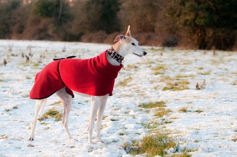 Greyhound