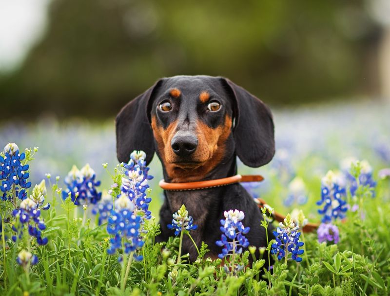 Dachshund
