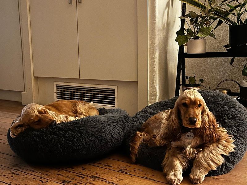 Cocker Spaniel