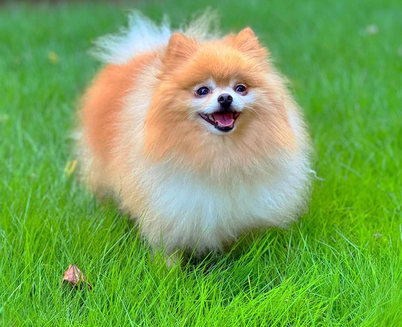 Pomeranian