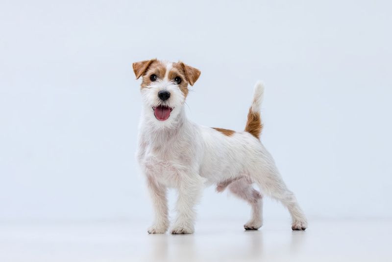 Jack Russell Terrier