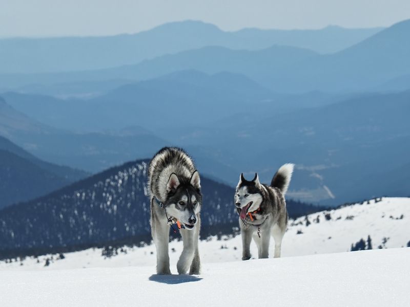 Siberian Husky