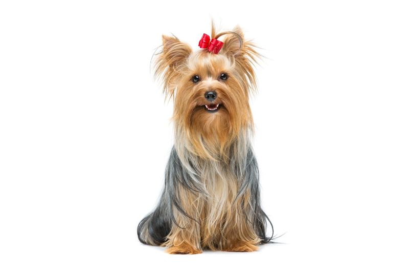 Yorkshire Terrier