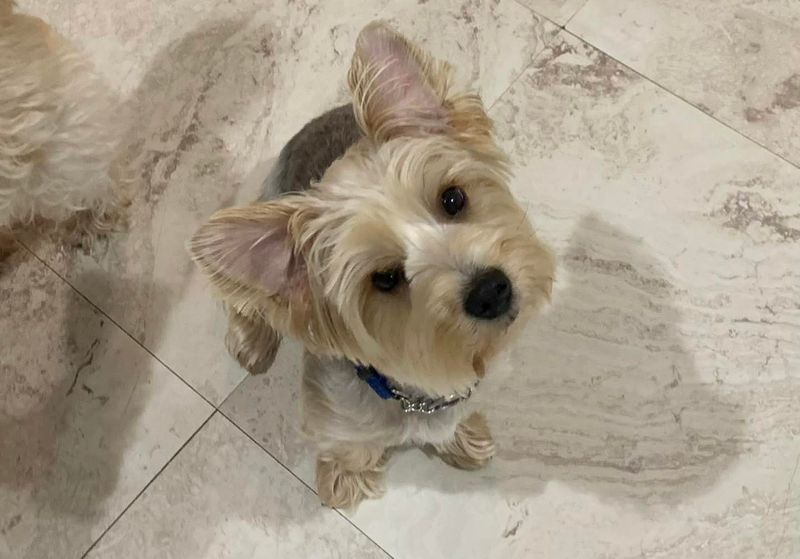 Yorkshire Terrier