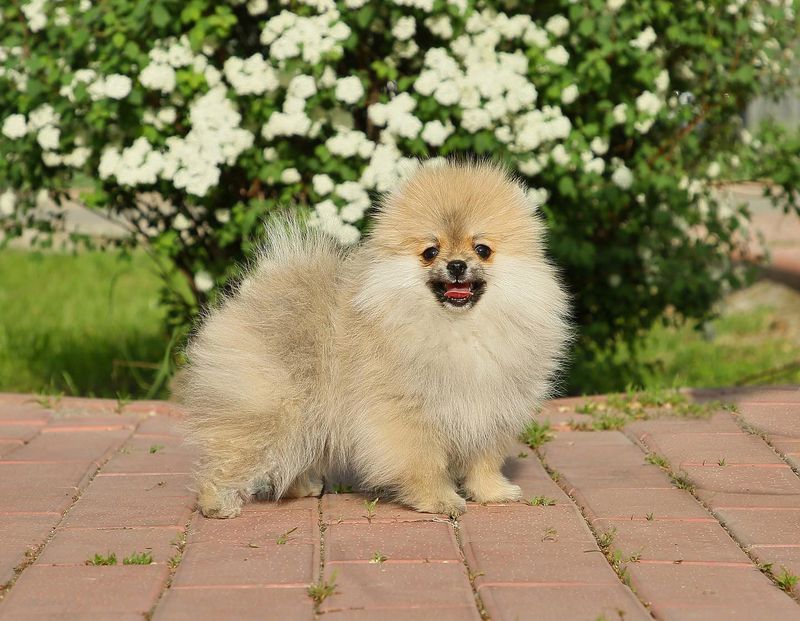 Pomeranian