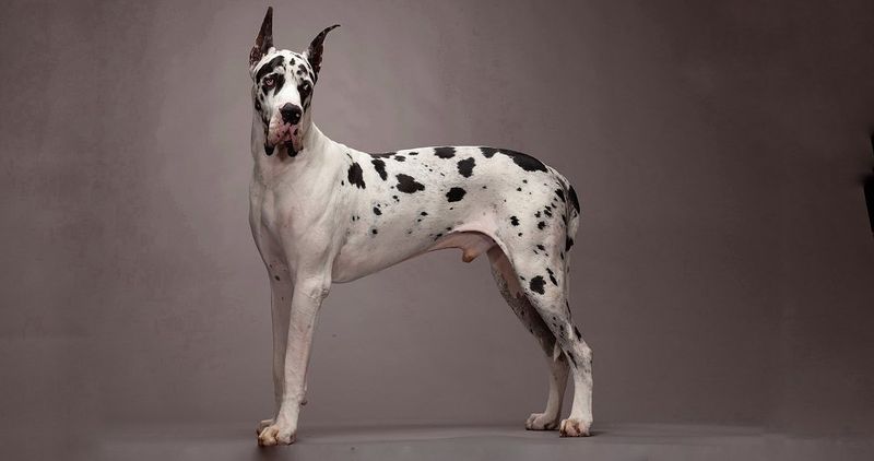 Great Dane