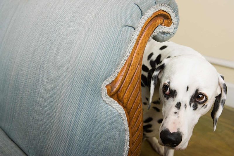 Dalmatian