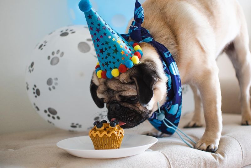 Pug