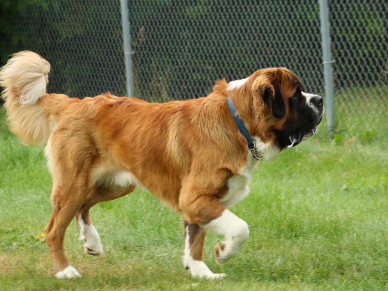 Saint Bernard