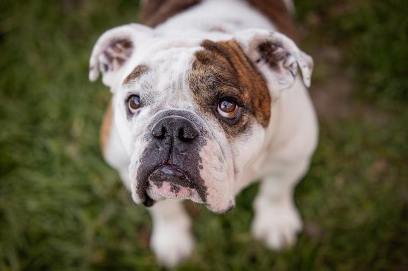 Bulldog