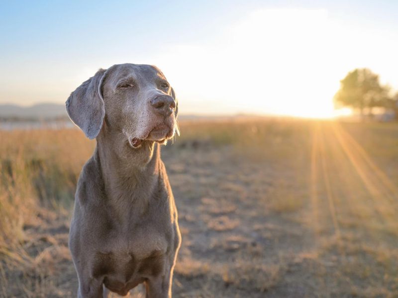 Weimaraner