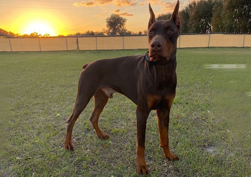 Doberman Pinscher