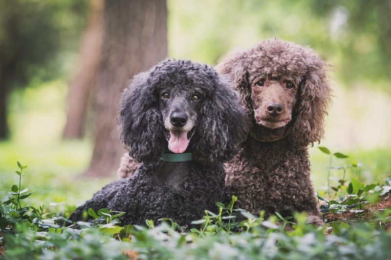 Poodle