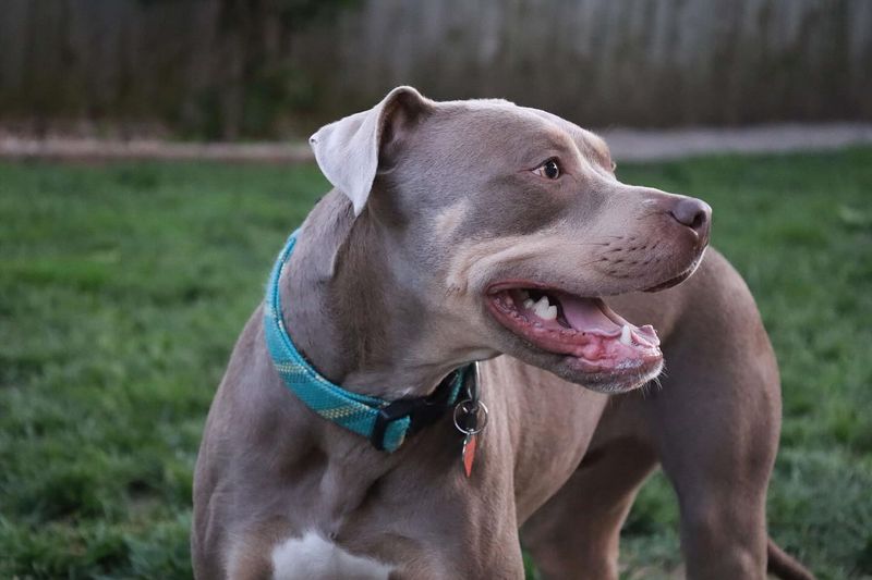 Pit Bull