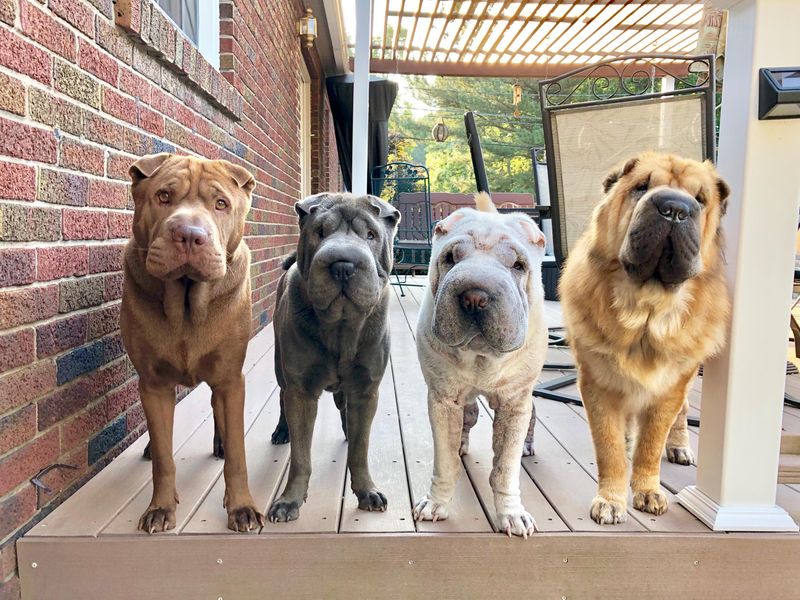 Shar Pei