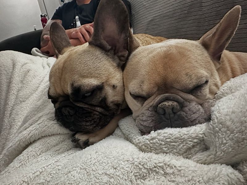 French Bulldog