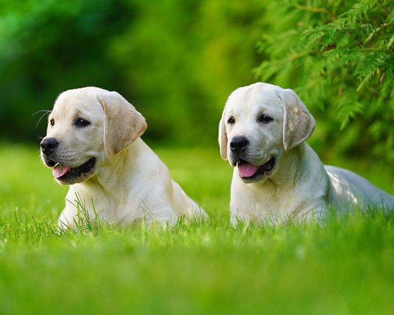 Labrador Retriever