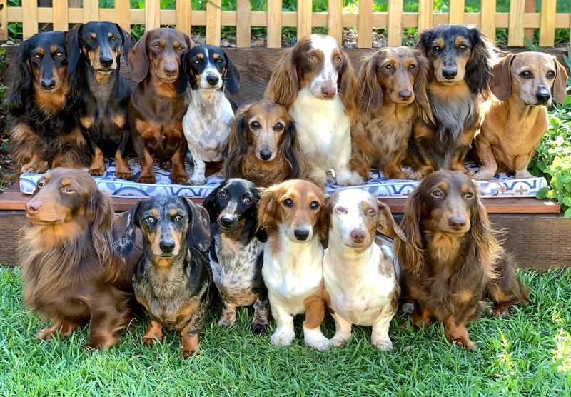 Dachshund