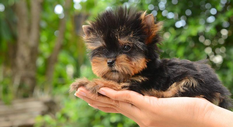 Yorkshire Terrier
