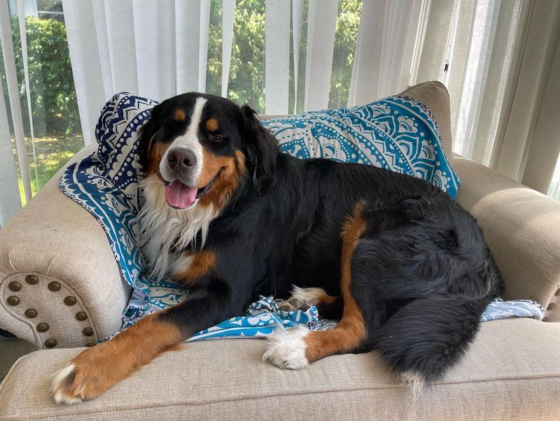 Bernese Mountain Dog