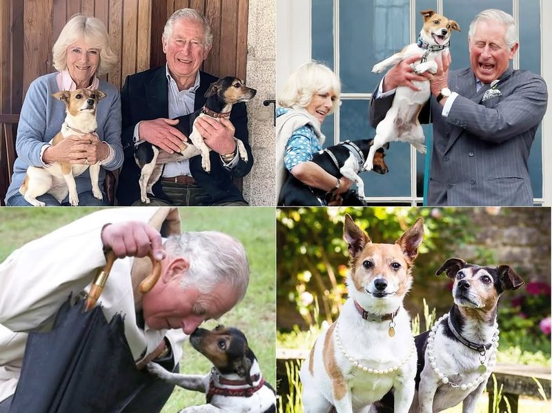 Jack Russell Terrier