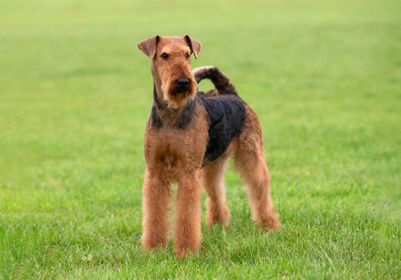 Airedale Terrier